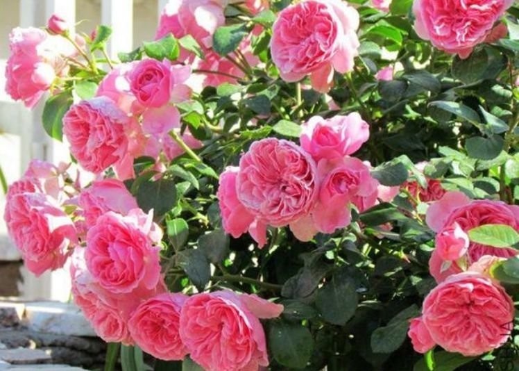 花卉|四种花常年开花易爆盆,被称为花卉界的劳模,好养活还不贵