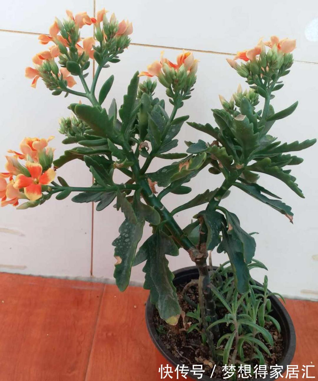 养到烦人的花,盆都不够用,扔掉还很心疼