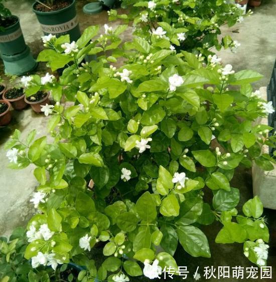 春天了,室内的花别着急出室,1点达不到,小心变“翻车现场”