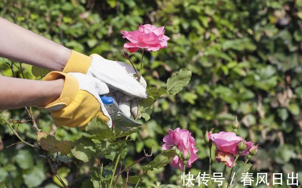 秋天|八月养月季，两个月后花量翻倍