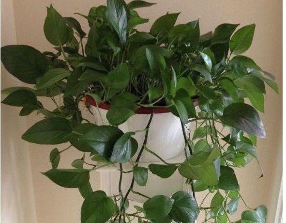 浇花|花妈妈养花15年,浇花时都要加点“神水”,花长的太美了,真神奇