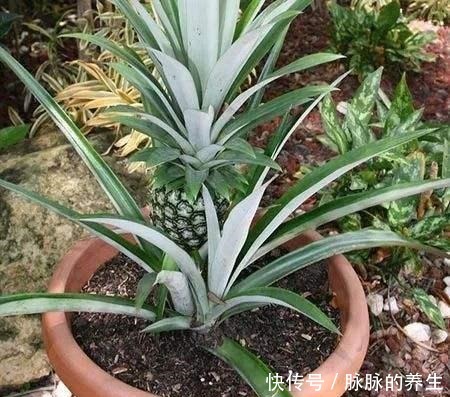 菠萝头不要再扔掉了!简单几步变盆栽,还能结果子!