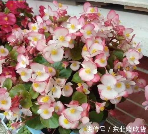 开花最香的4种花，家里养一盆，满屋飘香，一开就是300多天