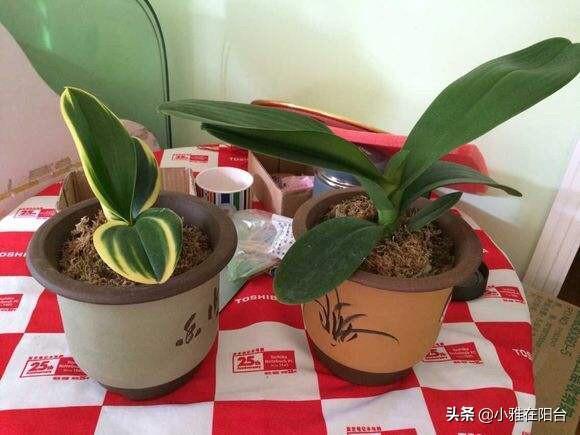 君子兰黄叶、烂根,5招就行了,叶绿、叶大,开花更多更美!