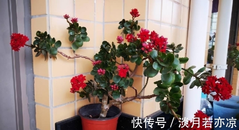 养好长寿花的小诀窍：光照是第一要素，把握不住就难开花