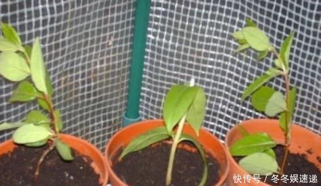 不会养花,就养这2种绿植,好养能吃花芳香,两年长成盆景