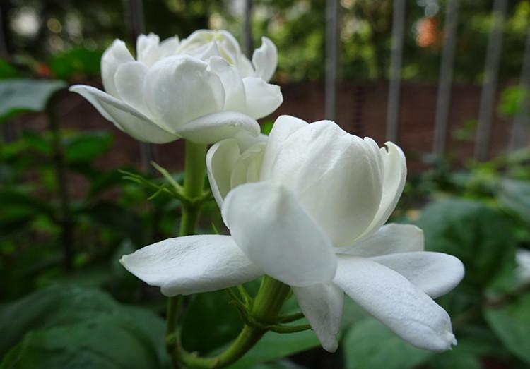 养茉莉,首先搞清楚这些习性,才能花开爆盆