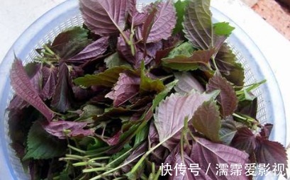 本草衍义|这种植物叫做紫苏,对人体的好处多多,在中医历史中影响非凡呢!