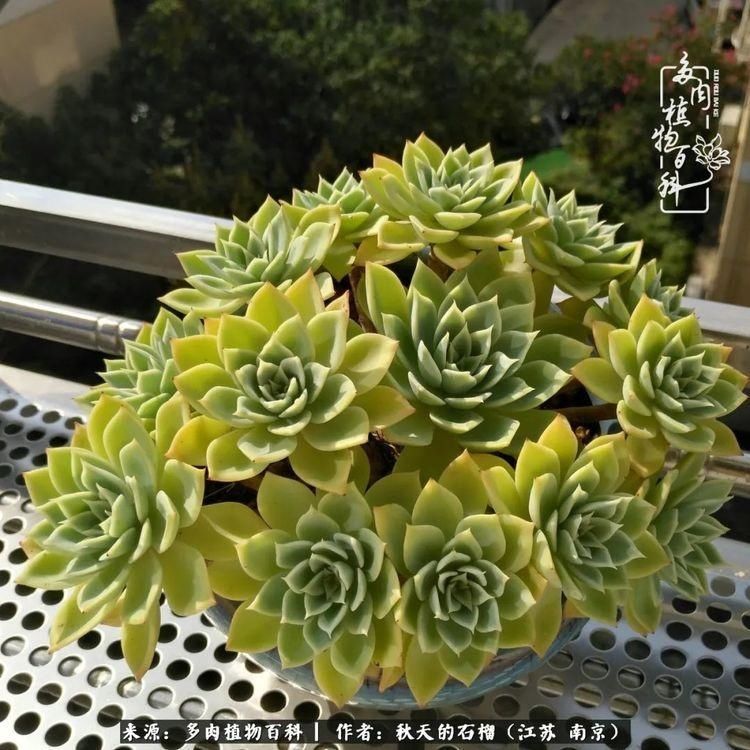 渡劫归来的肉肉,谁是谁的前世,谁又成了谁的今生