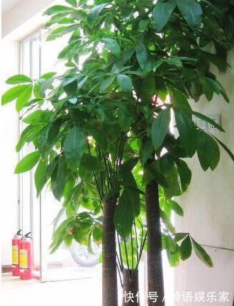 家养发财树,掌握关键几点,不黄叶不烂根,1年猛长半米高!