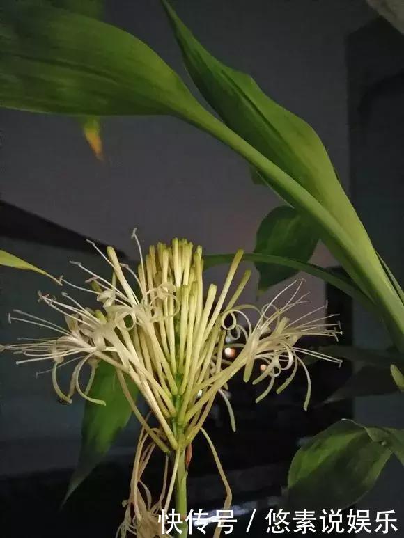 4种花有灵性,平时难开花,一有好事就开花!