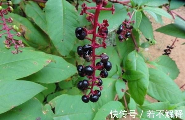 野人参|树上一种小南瓜,人称“野人参”,若家乡遇见别乱吃,小心中毒哦