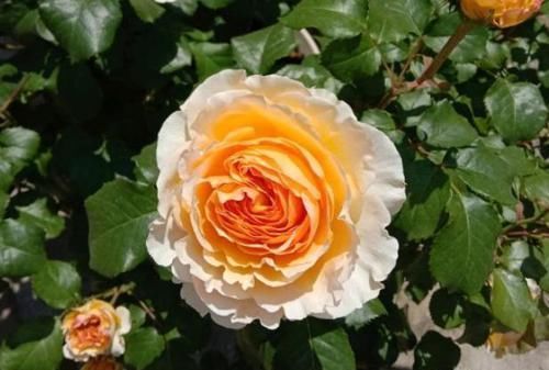 花色|适合家养的4种花,花色绚丽,一年多季开花