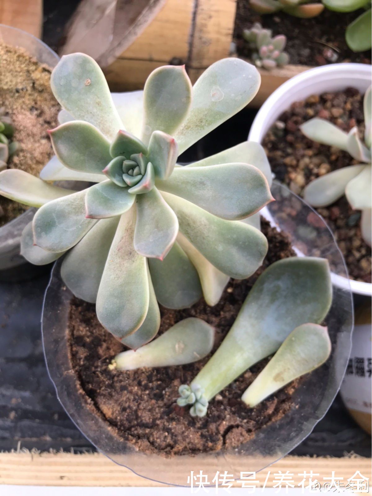 观音莲|多肉“摊大饼”，解决这3点，叶片挺拔还肥大