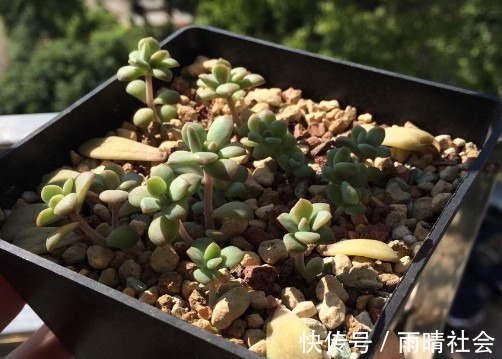 多肉马库斯怎么叶插教你3个叶插小步骤,生根迅速长势更旺盛