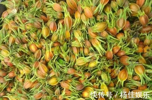 观赏感|这种果实满树都是,摘完还会长,无人问津却不知营养价值高