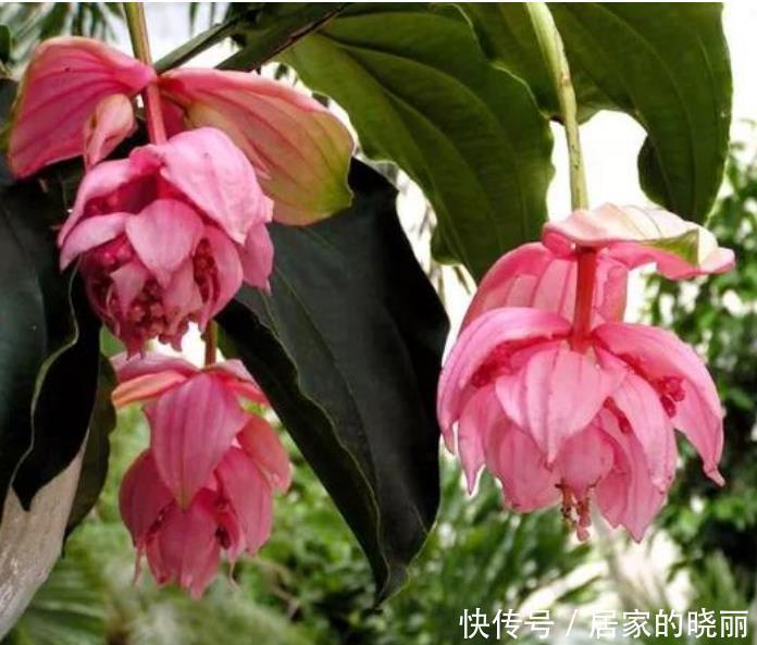 最受欢迎的4种花,个个开花漂亮,花朵硕大,养阳台满屋飘香