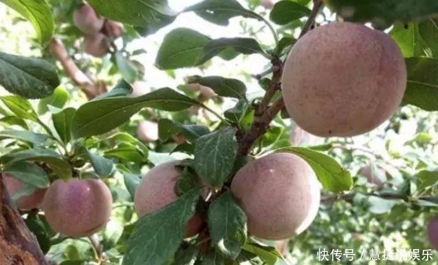 七月到了,常吃以下三种水果,排毒养颜、延缓衰老,不妨一试