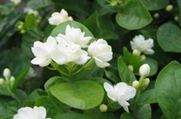 茉莉花|茉莉花还不开花赶紧做这一步,开花多一倍,满屋飘香
