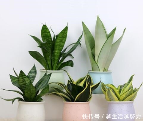 年底逛花卉市场,4种“耐养”花,建议安排起来!