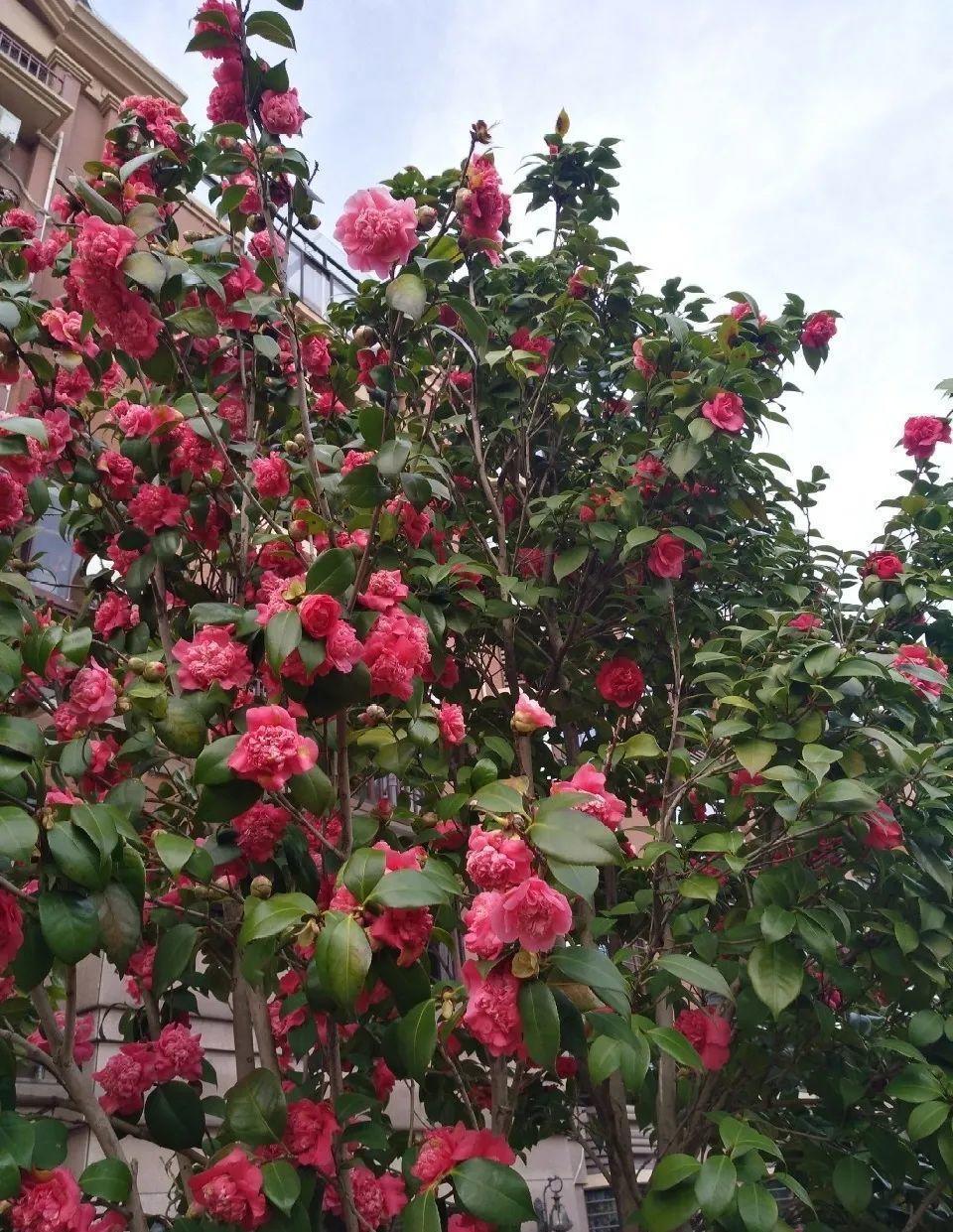 嫁接|嫁接达人，玉树嫁接长寿上，花友直呼内行！