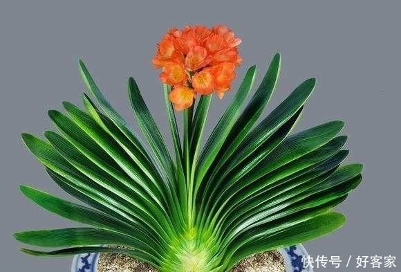 君子兰用了这种土,搁哪儿都能开花,关键还不用花钱!