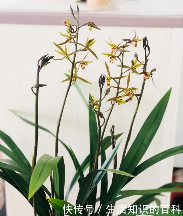 古代人都爱养的“4种花”，特上档次，家里养一盆，富贵满堂！