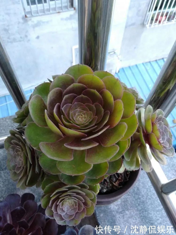昂斯诺|一直都养不活花,直到遇见了多肉!只要用心,就能变美!