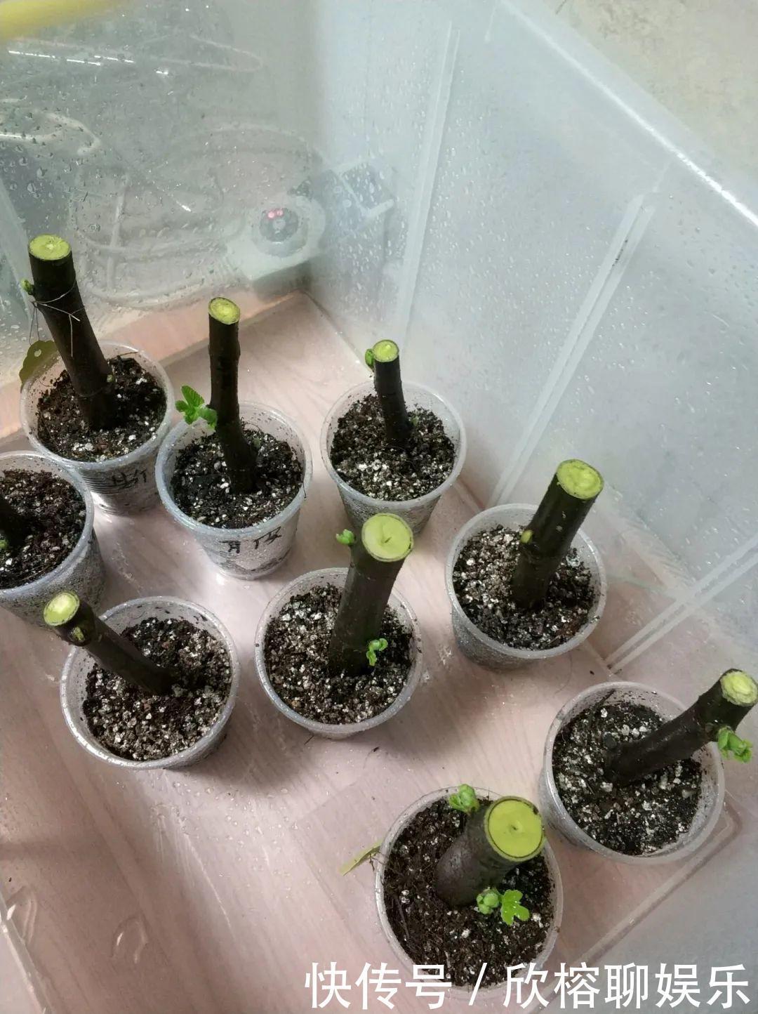 花花|大粗杆插土里,7天生根,当年结果压弯枝,不用买水果了!