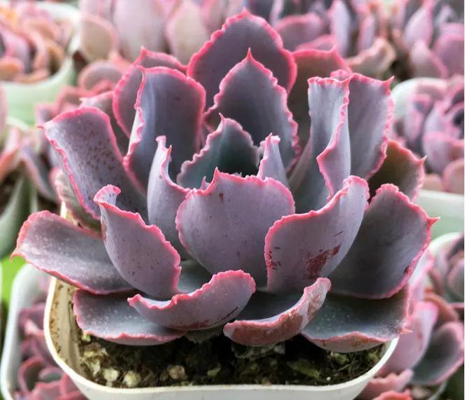 养多肉很简单，避开几个坑，黑腐，化水不再有，肥美又多姿