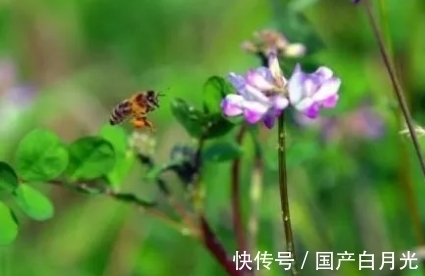 紫云英|花朵似蝴蝶，过去用来喂猪，可惜了