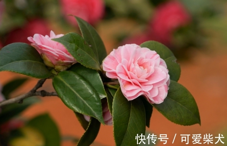 四大名花是哪四种花？