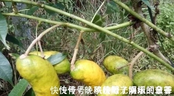 快乐时光|80后农村娃常吃的野果,如今已不允许折枝采摘,有钱也难买到