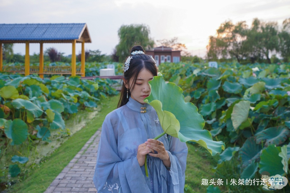 赏荷|全球最大的赏荷园 园内品种有300多种 其中不乏世界精品荷花品种