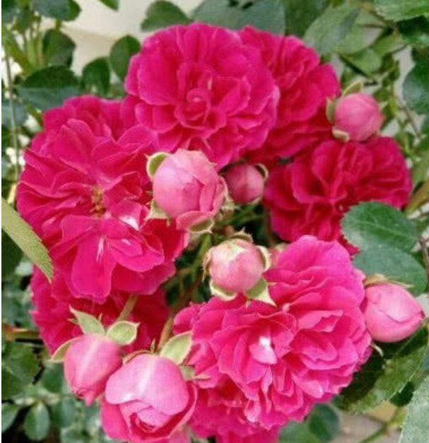 4种花超适合家养的，开花爆盆花期长，开起花来非常迷人