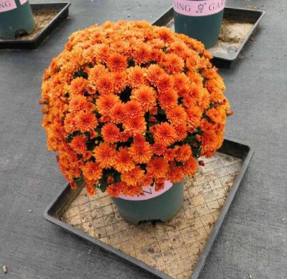 球菊球菊|花朵中的“爆花机器”,初秋正是生长旺季,越“掐”花越多