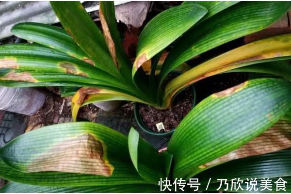 君子兰叶子发黄怎么办教你几招,让叶片重新焕发亮绿!