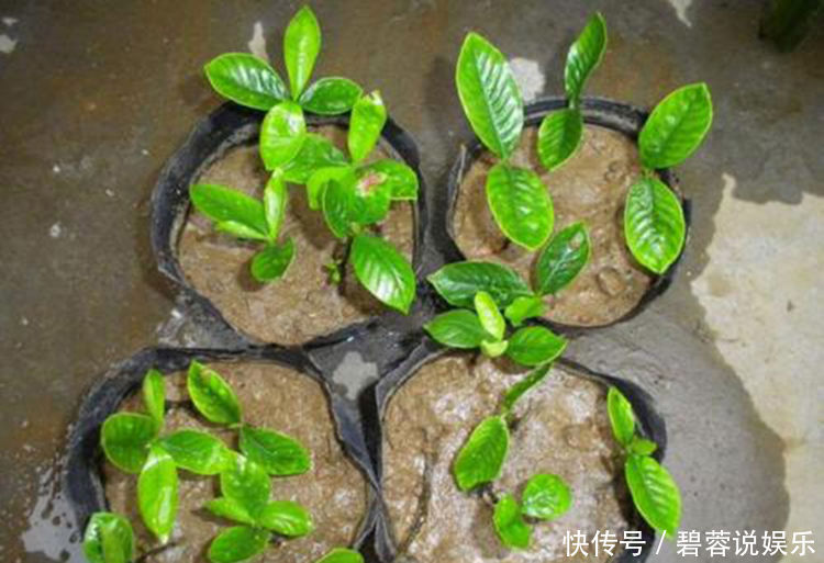 矿泉水瓶|扦插栀子、茉莉，使用垃圾自制“生根器”，7天冒白根，忒好养