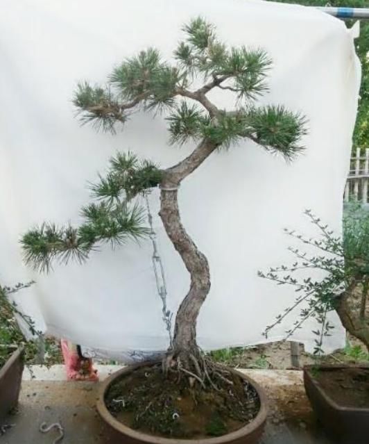 3种树最适合养成“老桩”,再用上“这方法”,还无需花钱就能养