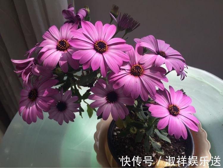 “精品玫瑰”朦胧的朱迪,水果香,端庄秀丽,实属养花首选