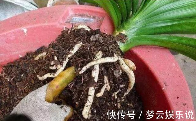 做好“2件事”,君子兰“根壮”,新叶多,年年开“爆盆”