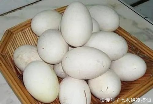 小鹅|为什么我们都吃鸡蛋,而鹅蛋那么大却很少人吃答案原来是