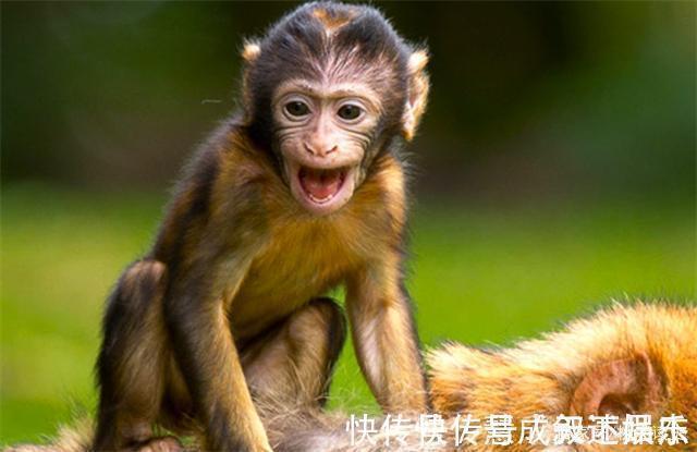 男子|非洲一男子长相似猴子,不吃饭只吃香蕉,常被人当动物欺负