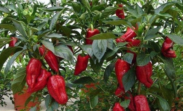 适合阳台种的“2种菜”,空油桶剪1刀,装土栽好,1个夏季有菜