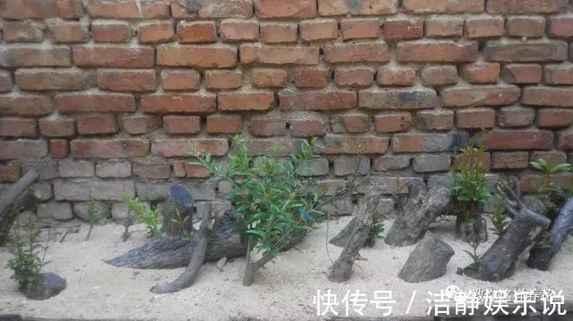 压弯枝|1种果树剪根枝,插土里就活,当年就能挂果,压弯枝!
