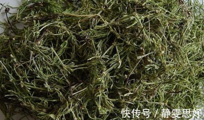 止血草|农民眼里的“缺德草”,却是老中医最喜欢的止血草,了解一下