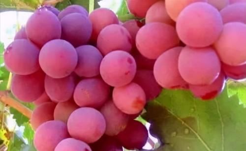 氨基酸|会吃的女人皮肤好，推荐以下3种食物，美白淡斑，改善肤质