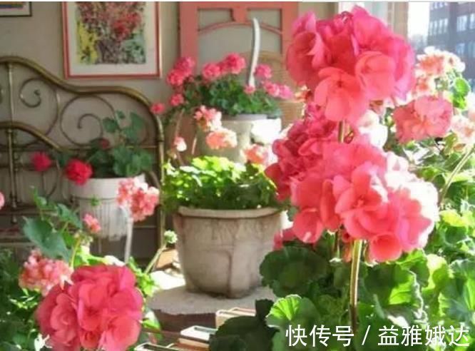 客厅|客厅养上“3种花”,一年四季“开花不断”,开花一茬又一茬