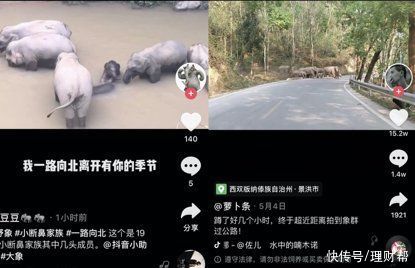 小象|在抖音网友的视频里，我看到云南野象北迁的真相