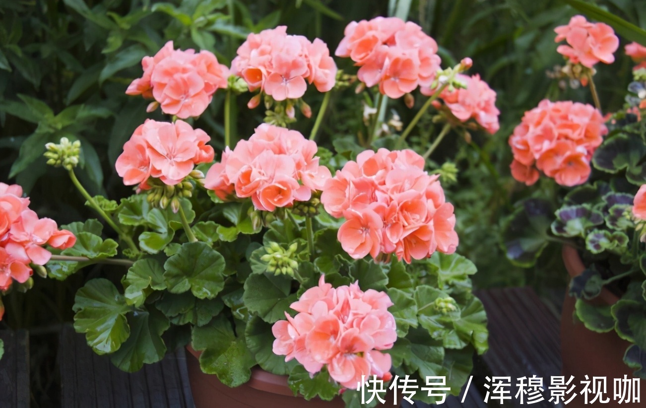 铁树|养花“贵精”不在多,养上这“3种”,谁看了都喜欢